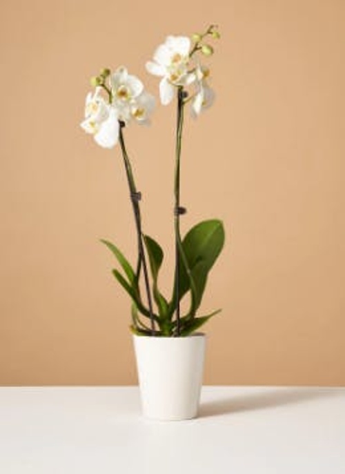 White Orchid Plant