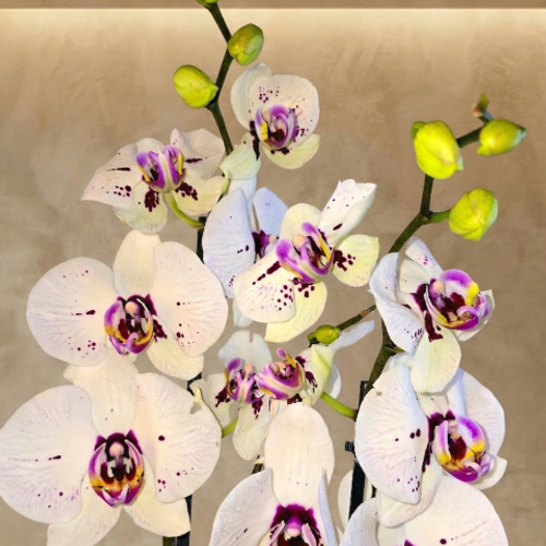 Royal White Orchid product thumbnail 2