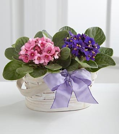 Mini Bloom Duo