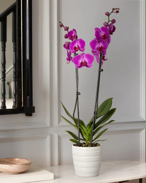 Royal Purple Orchid product thumbnail 5