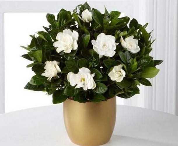 Gardenia Grace