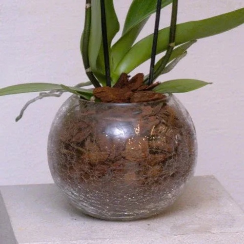 Classic Orchid product thumbnail 4