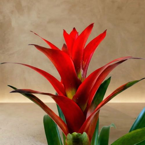 Tropical Flame Bromeliad product thumbnail 2