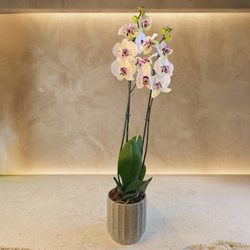 Royal White Orchid