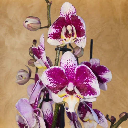 Purple Majesty Orchid product thumbnail 2