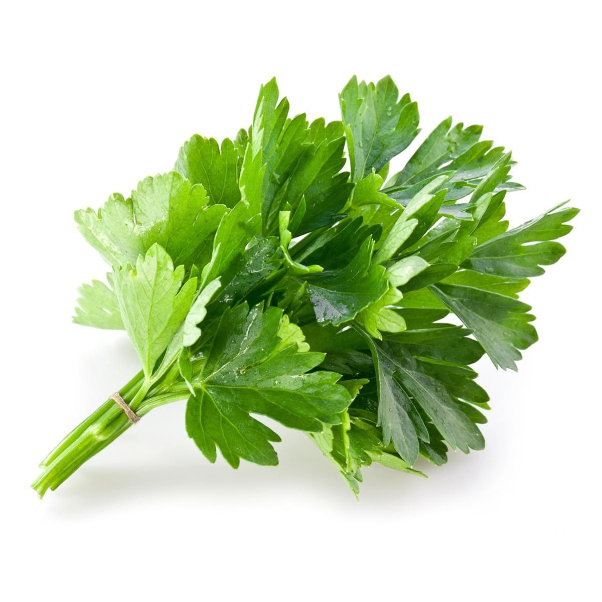 Coriander