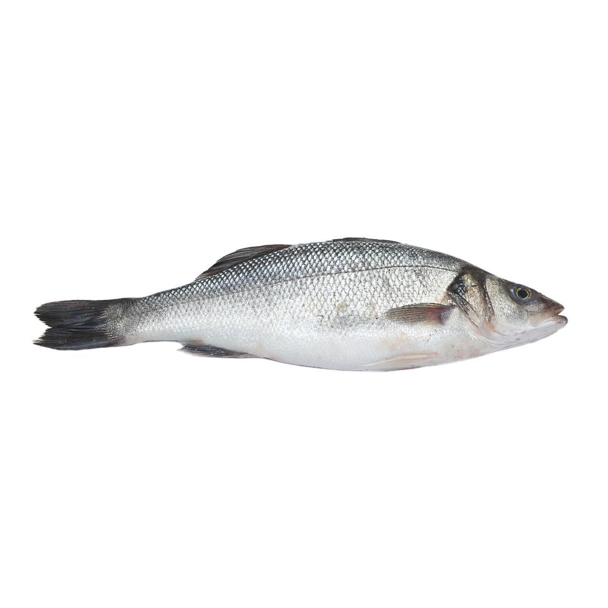Sea Bass ~ 500g