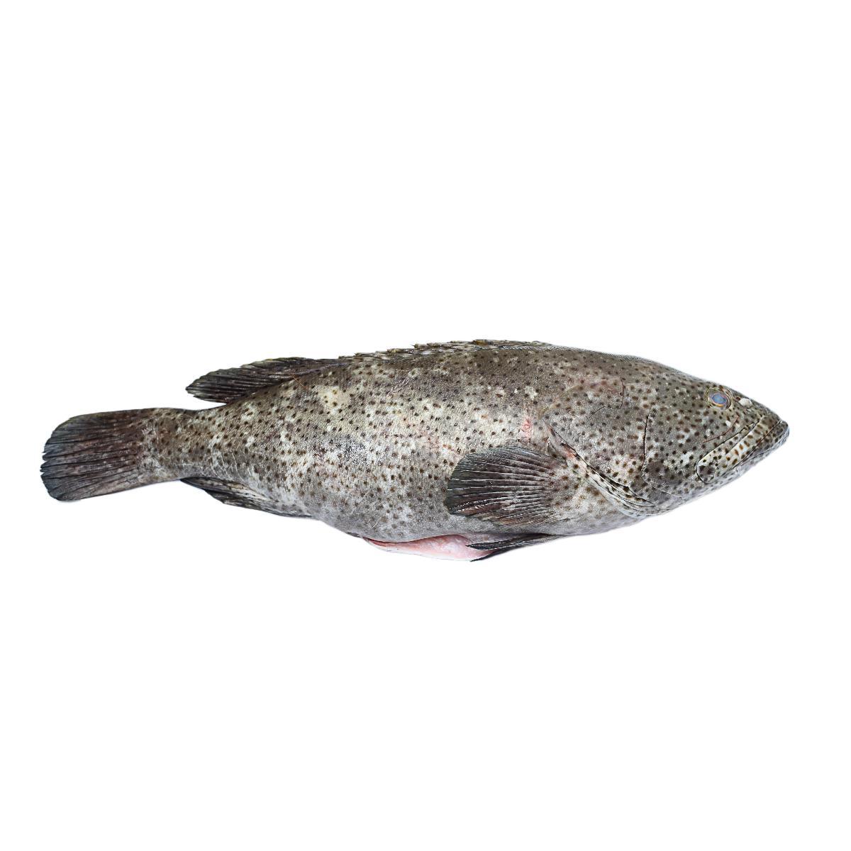 Royal Hamour Dubai ~ 2Kg