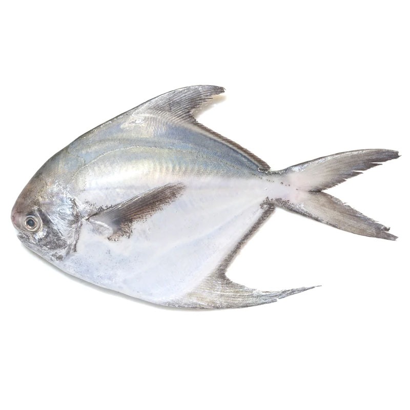 Silver Pomfret Fish