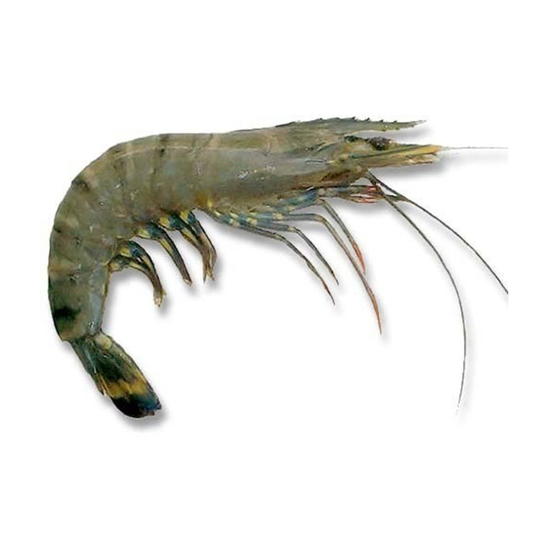 Shrimps Black Tiger