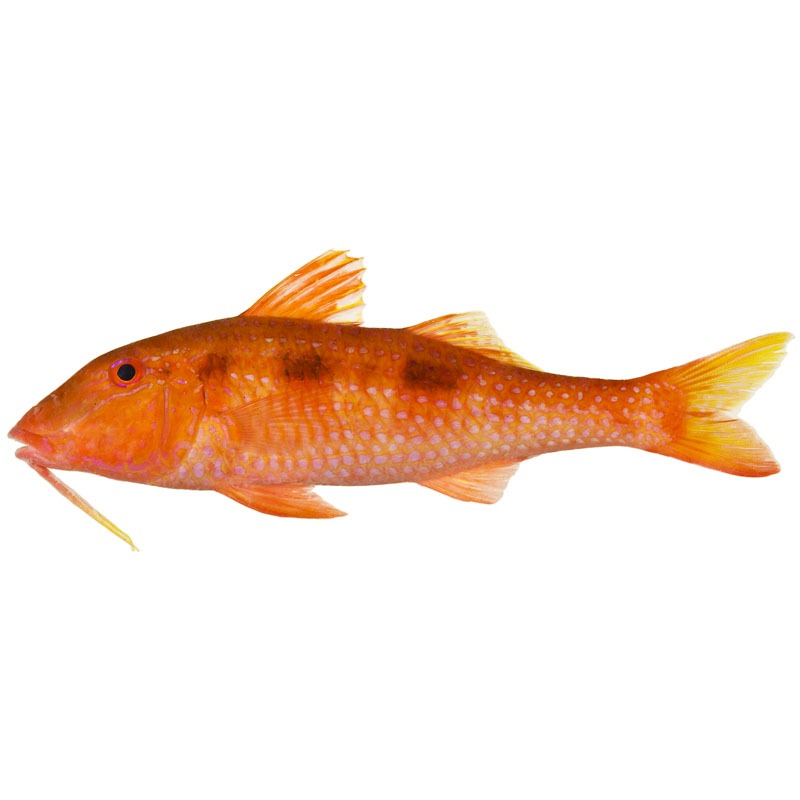 Goat Fish