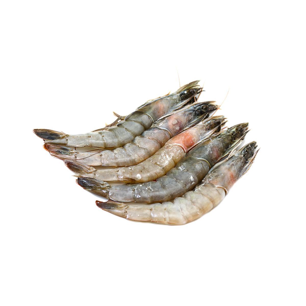 Shrimp Medium