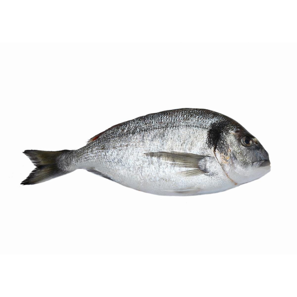 Greek Dennis Fish