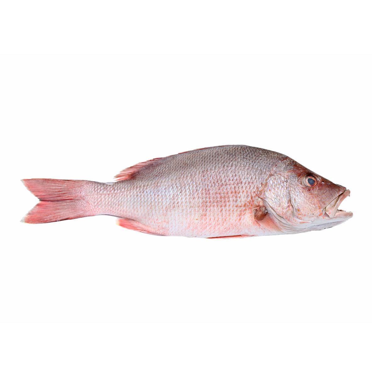 Saudi Red Snapper (Hamra) ~ 2Kg