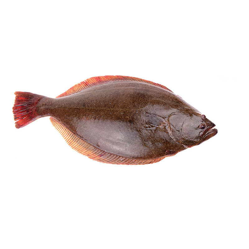Halibut Fish