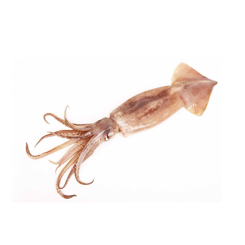 Whole Squid (Calamari)