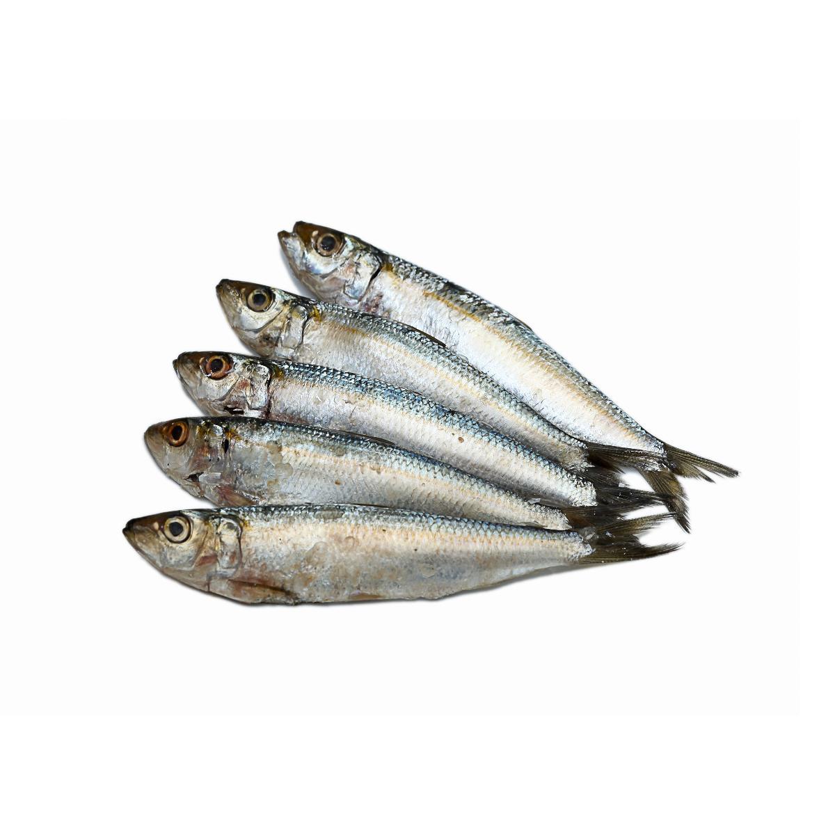 Anchovy Fish