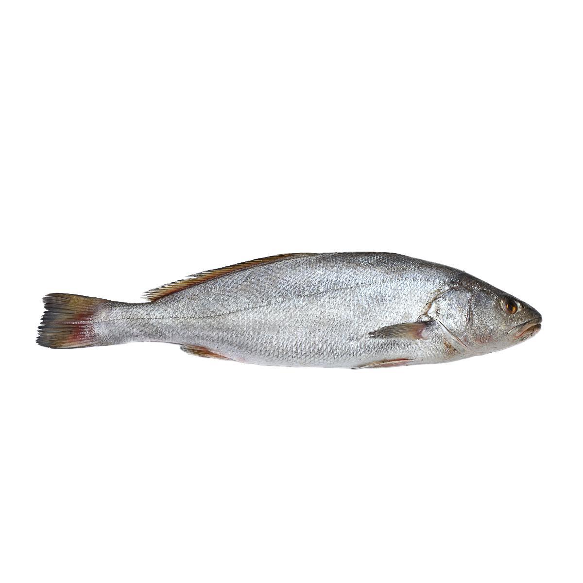 Lott Fish
