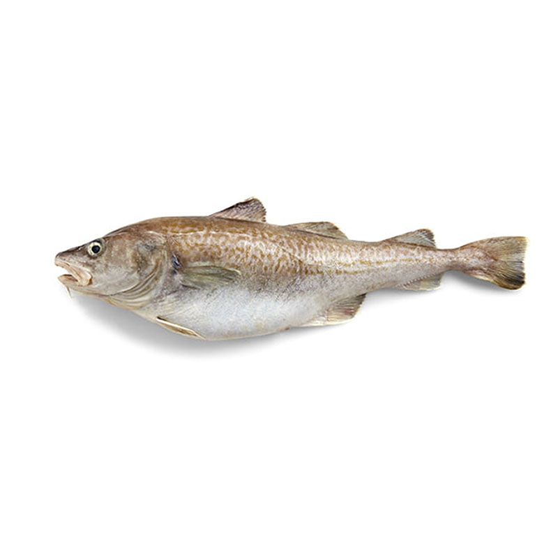 Cod Fish