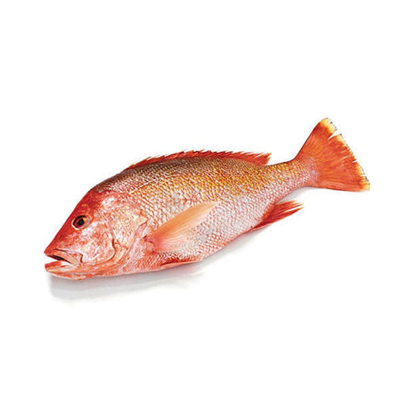 Red Snapper Yamen Fish