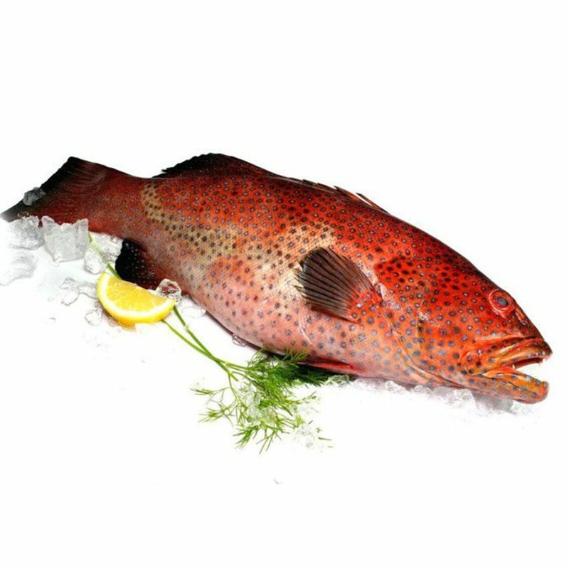 Egyptian Nagel Fish