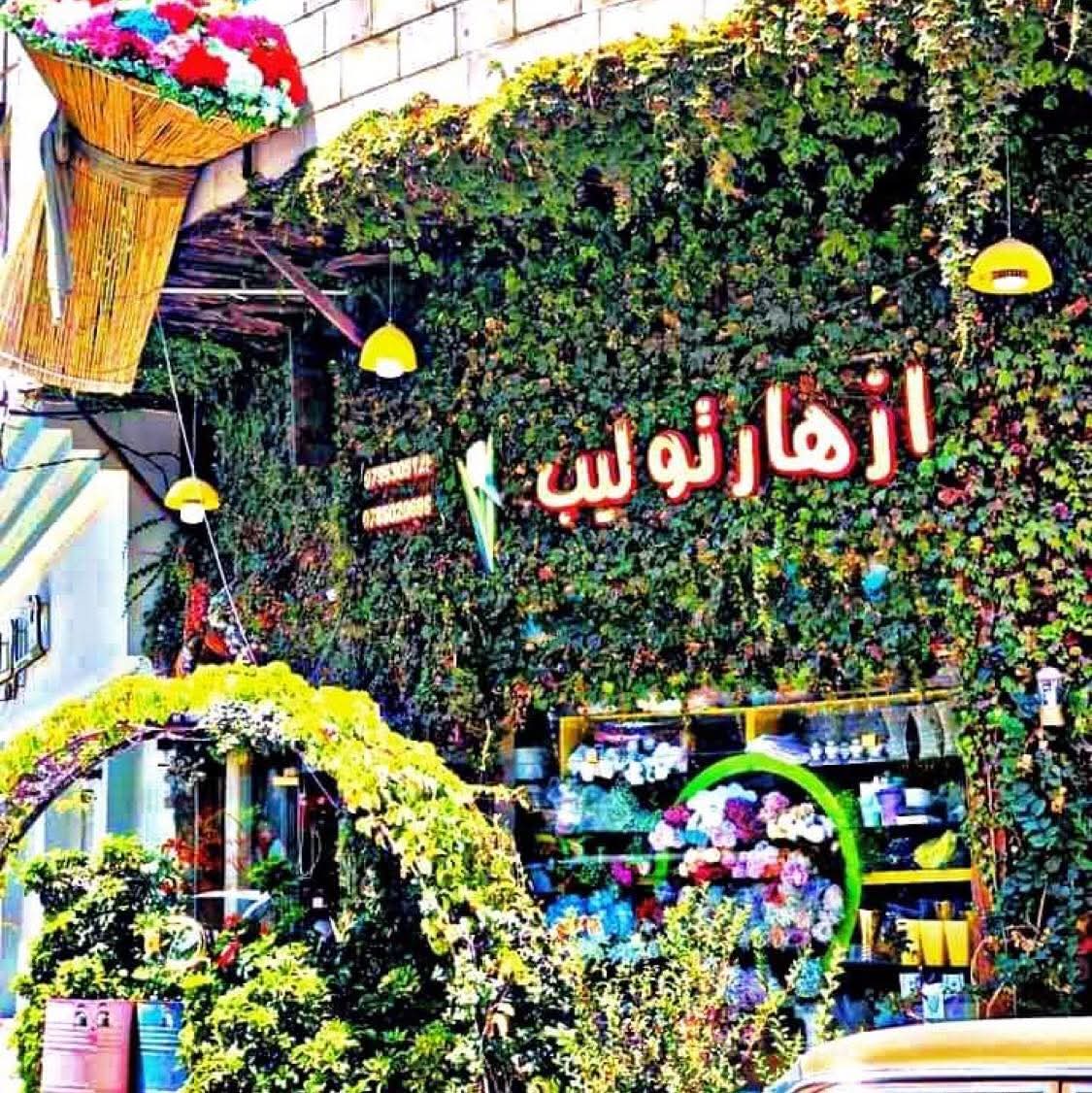 Tolip flawors store image